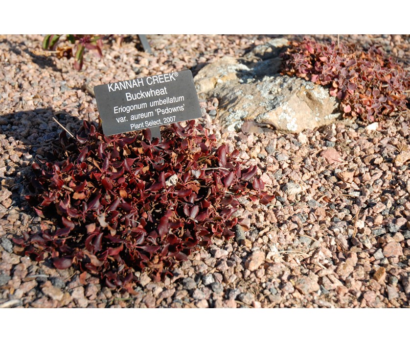 Kannah Creek Buckwheat